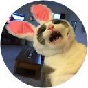 Foxey Bear profile picture