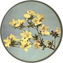 Rennie profile picture